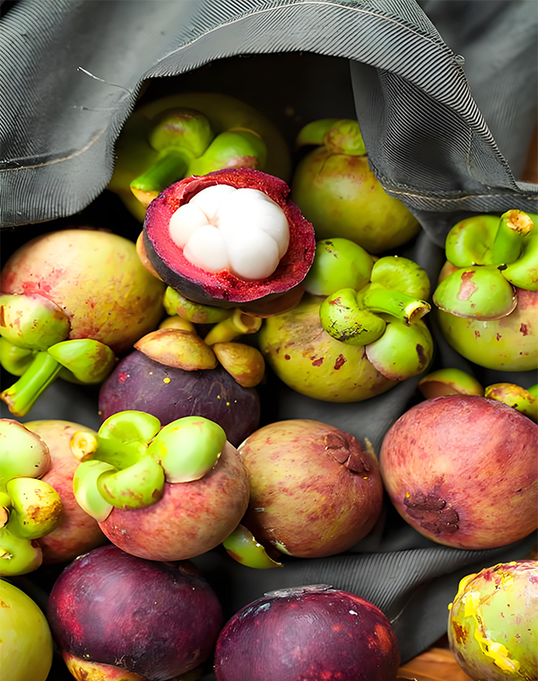 Mangosteen Extract 2