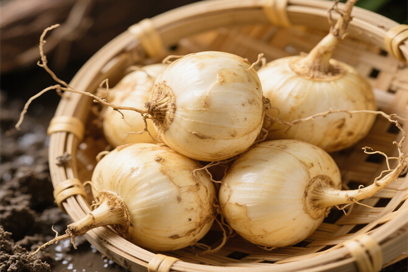 Pinellia ternata Extract 2