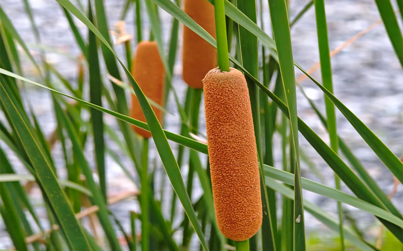 Pollen typhae Extract 1