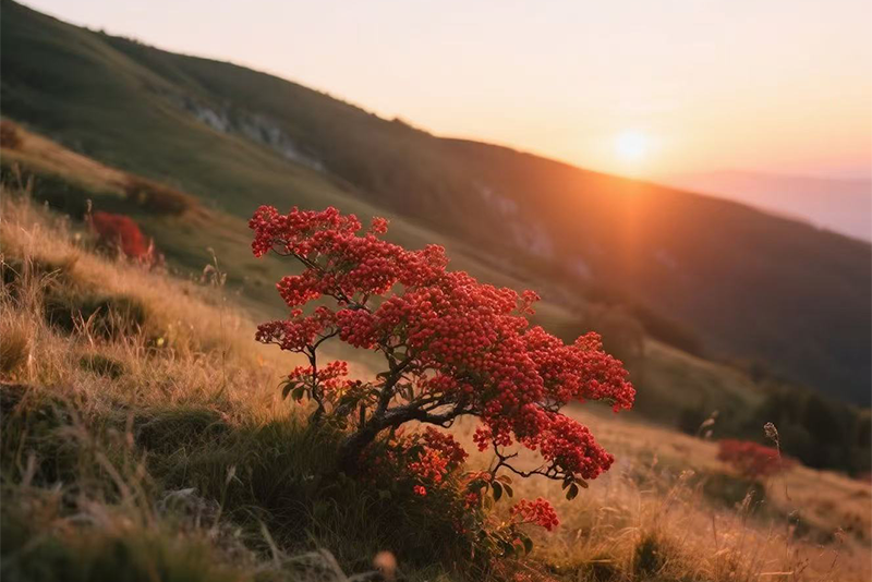 Sobus pohuashanensis Extract —— Rowan Red Fruit Sobus pohuashanensis Extract, Natural Phytochemical Extract