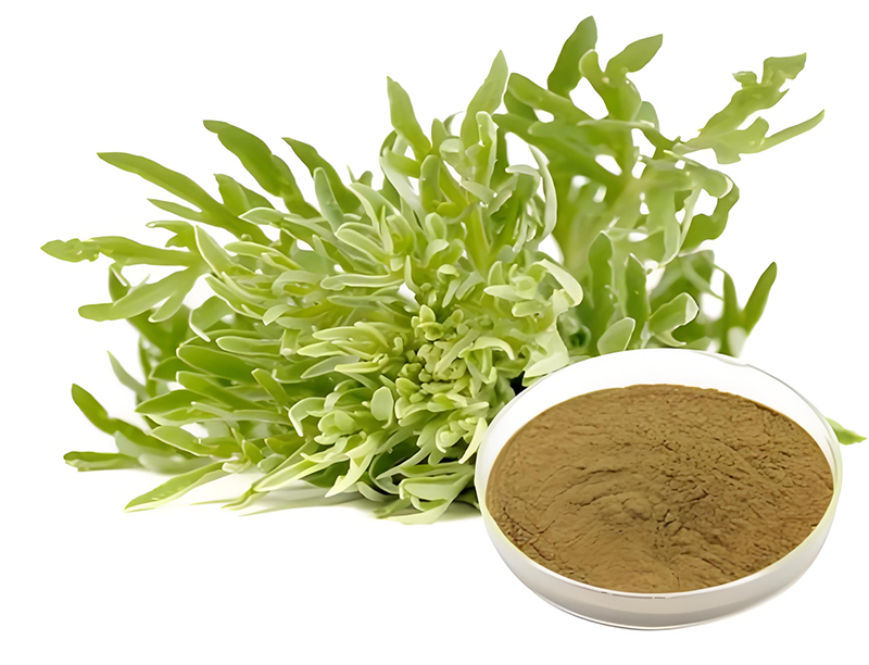Wormwood leaf Extract 2