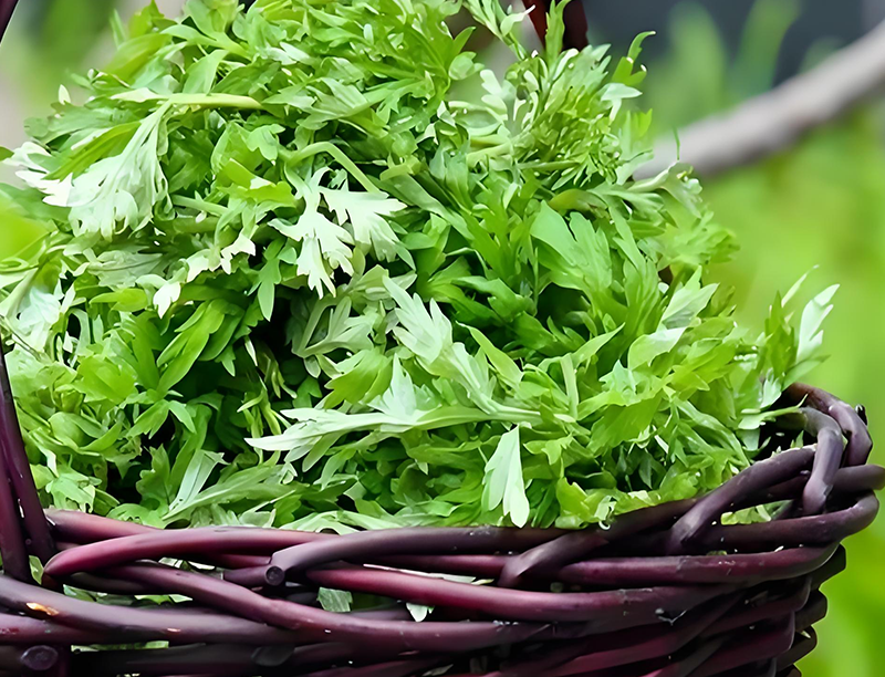 Wormwood leaf Extract 3