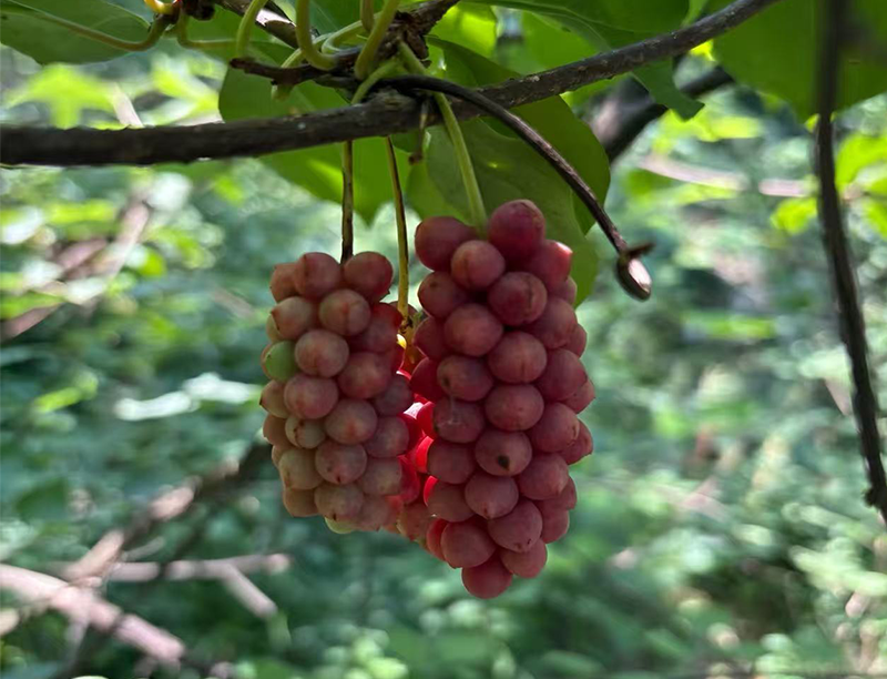 Schisandra chinensis Extrakt 3