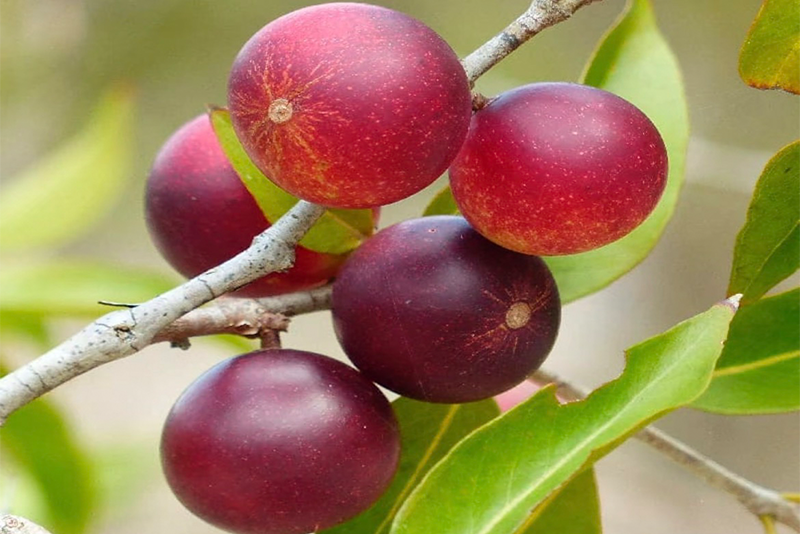 Camu camu Extract 1