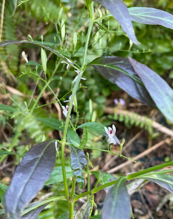 Andrographis paniculata Extrakt 2