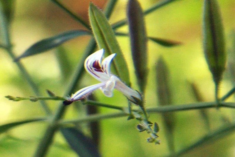 Extrato de Andrographis paniculata: Poder natural das ervas, protegendo sua defesa contra doenças.