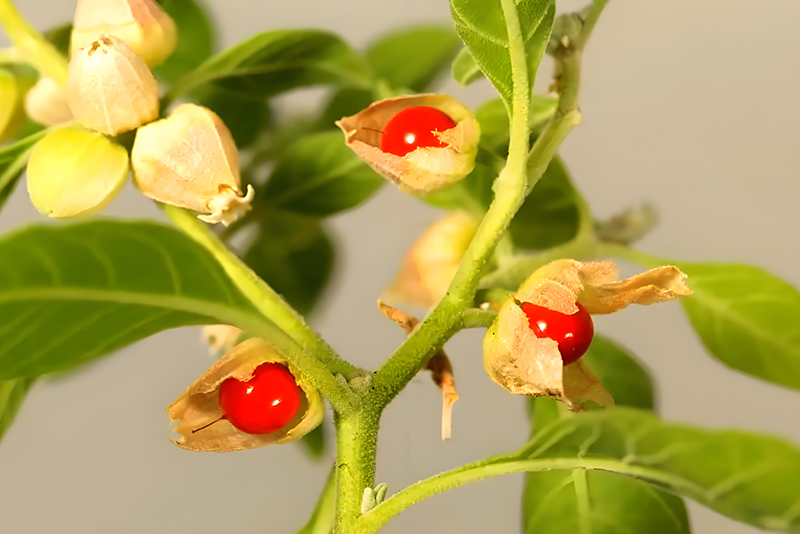 Ashwagandha Extract 1