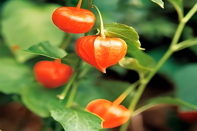 Ashwagandha Extract 2