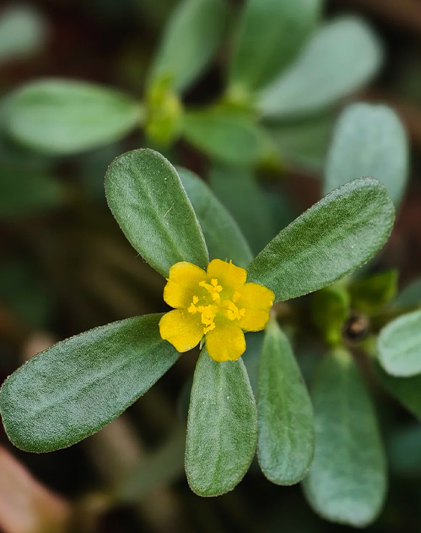 Bacopa monnieri Extract 3