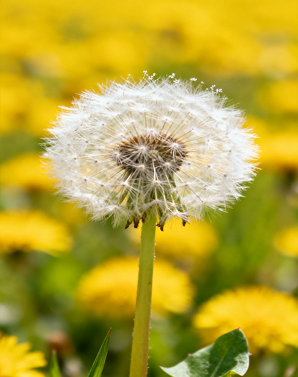 Dandelion Extract 3