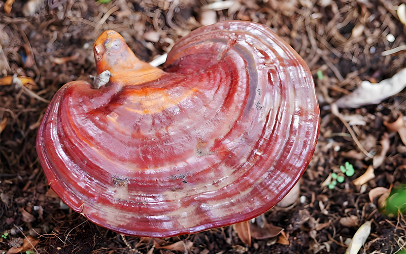 Ganoderma lucidum Extract 2