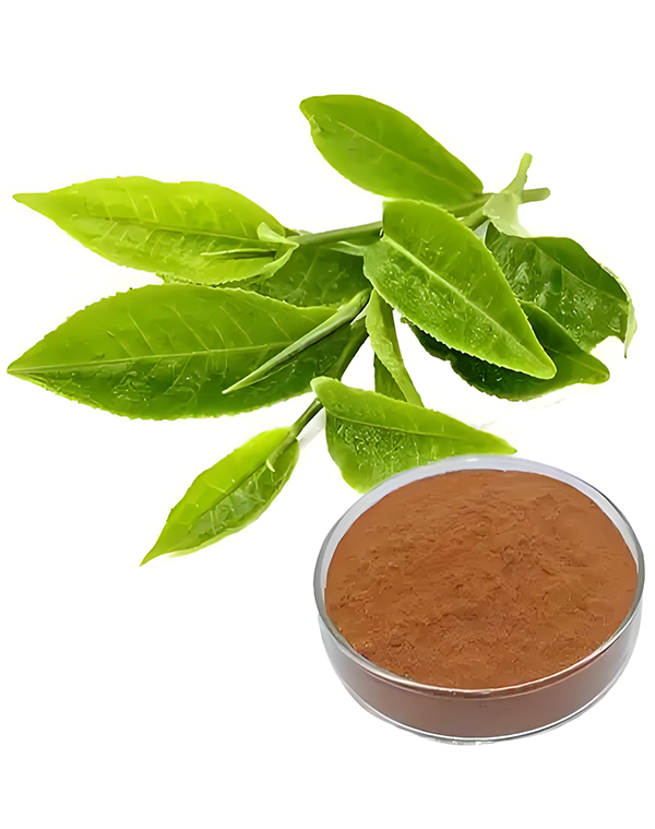 Green tea Extract 2