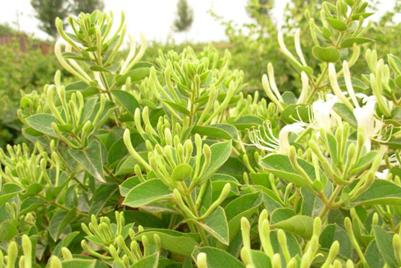 Honeysuckle flower Extract 2