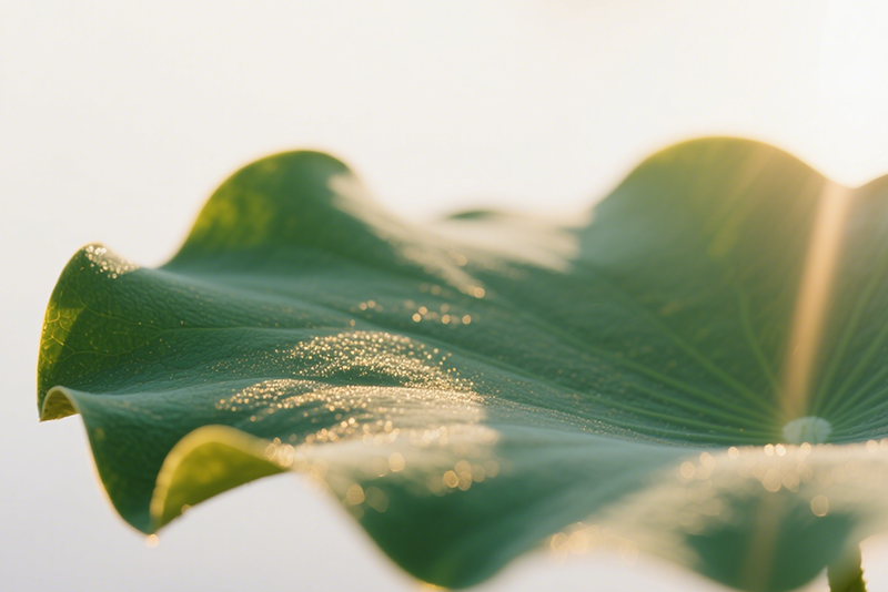 Lotus leaf Extract 3