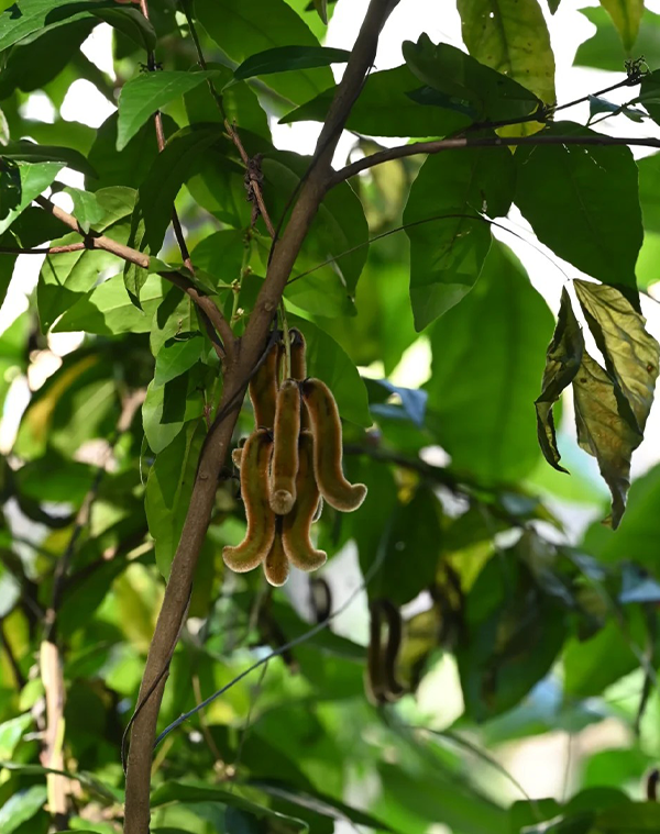 Mucuna pruriens Extrakt 2
