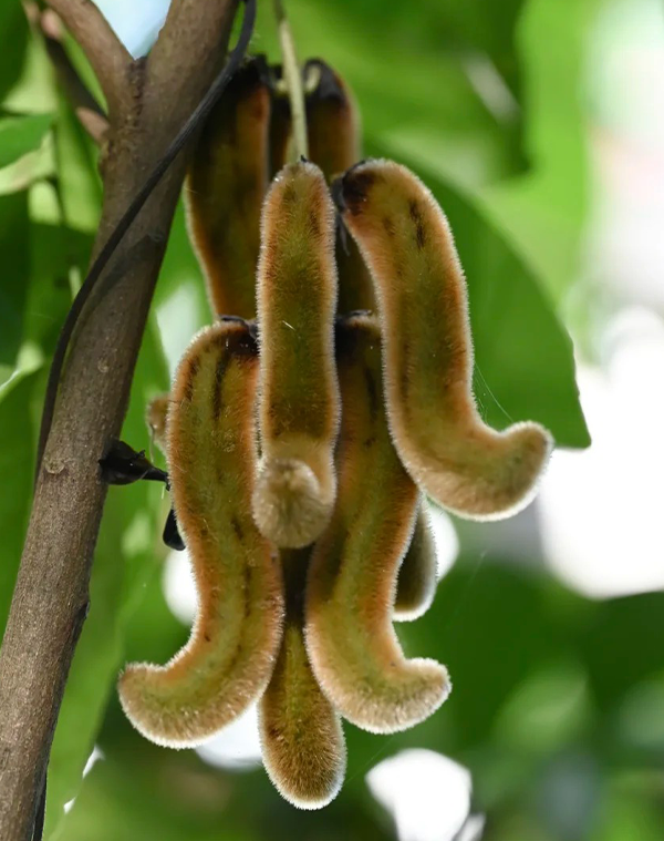 Mucuna pruriens Extrakt 3