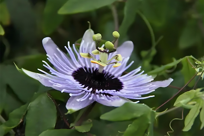 Passionsblumenextrakt 1