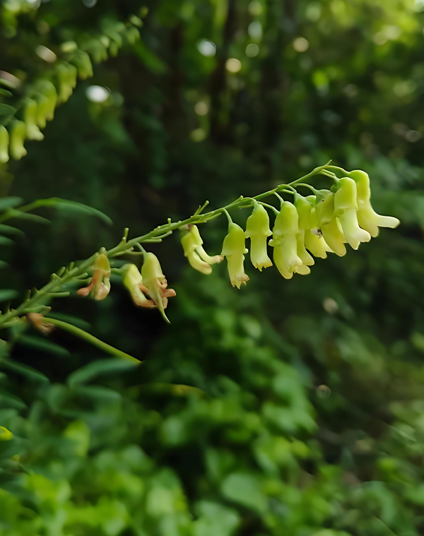 Sophora flavescens Extrakt 3