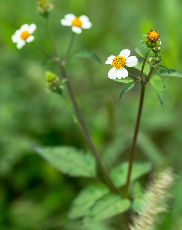 Sticktight Extract 1