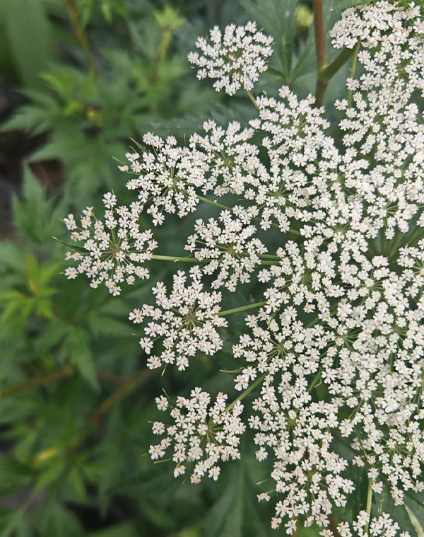 Angelica sinensis Extract 1
