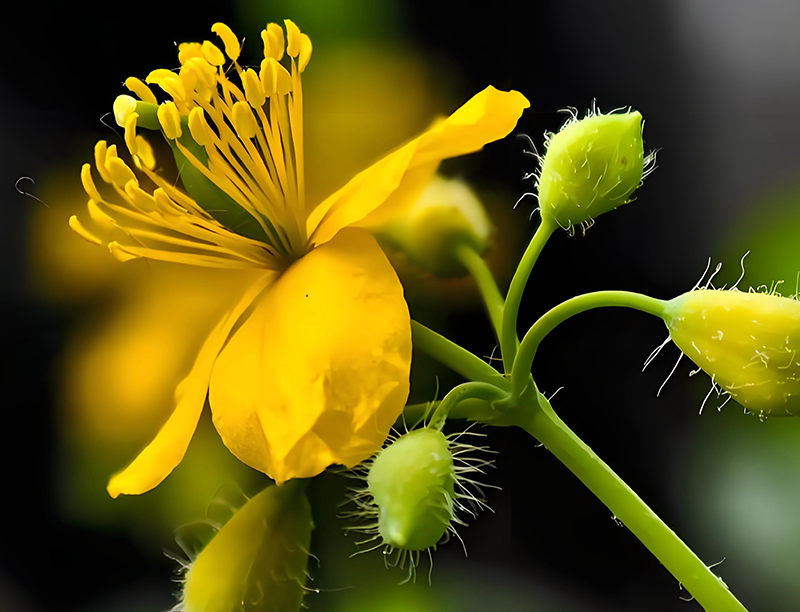 Celandine Extract 2