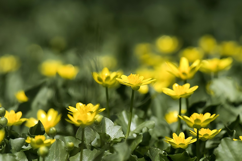 Celandine Extract—Immune Modulation Function Potential Anti-Cancer Effects