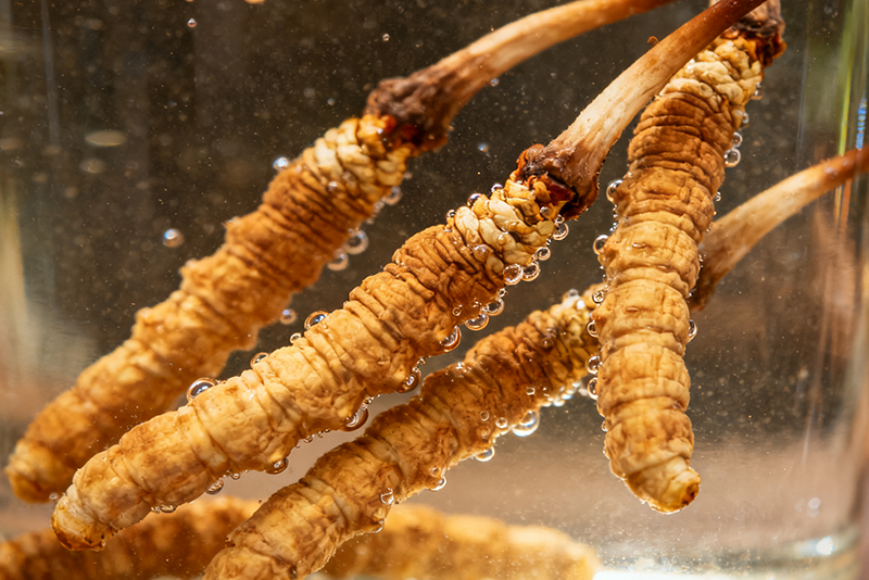 Cordyceps-Myzelextrakt 2