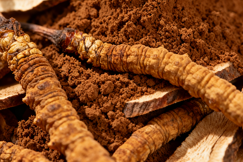 Cordyceps mycelium Extract—Daily Nutritional Supplementation,Body Function Regulation
