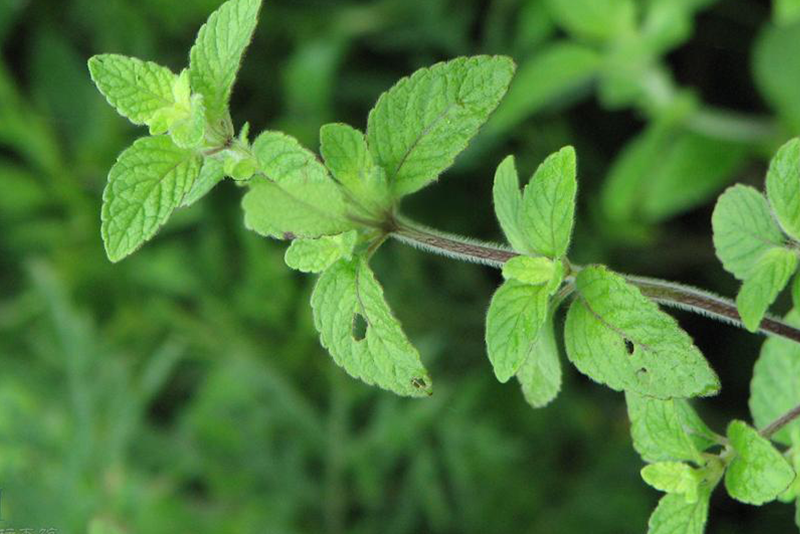 Lemon balm Extract—Calms anxiety and improves cognitive function
