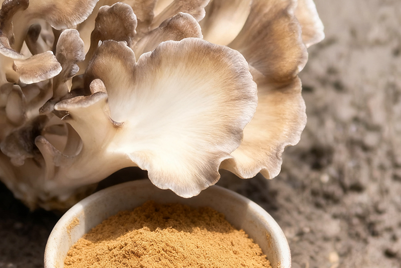 Maitake Extract: The ‘Forest Diamond’ that Awakens Inner Vitality