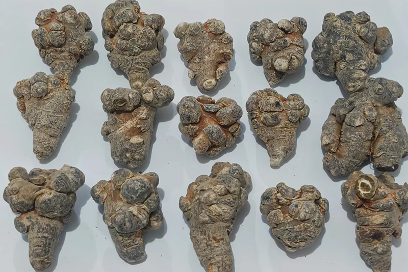 Notoginseng radix ET rhizoma Extract 1