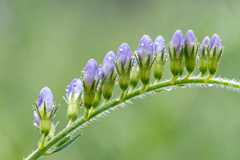 Natural Radix polygalae Extract: Unlocking New Possibilities for Health and Wellness