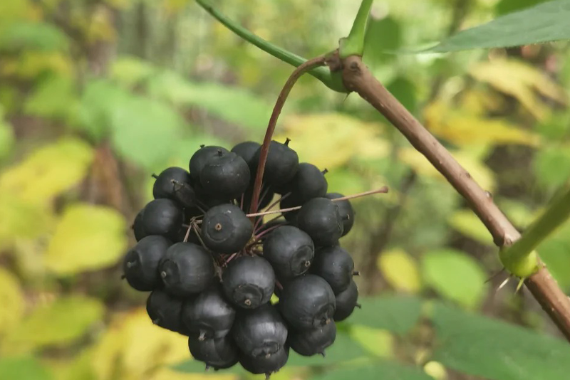 Siberian ginseng Extract  1