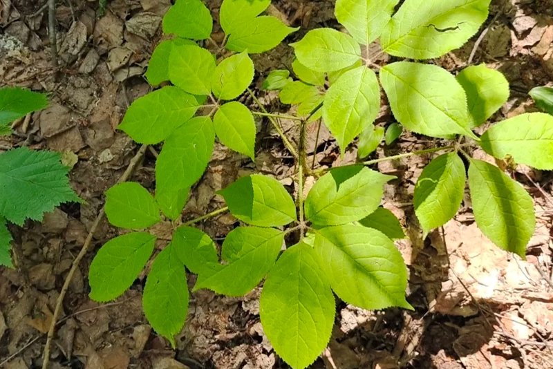 Siberian ginseng Extract  2