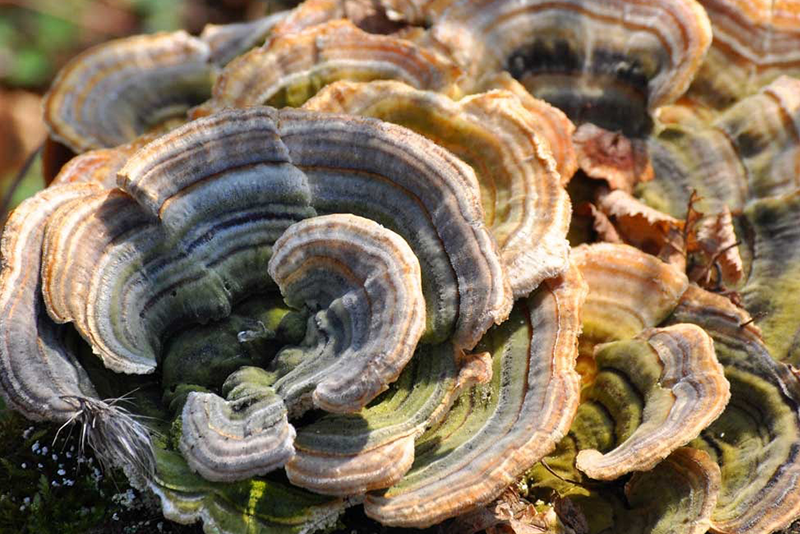 Turkey tail mushroom Extract 1