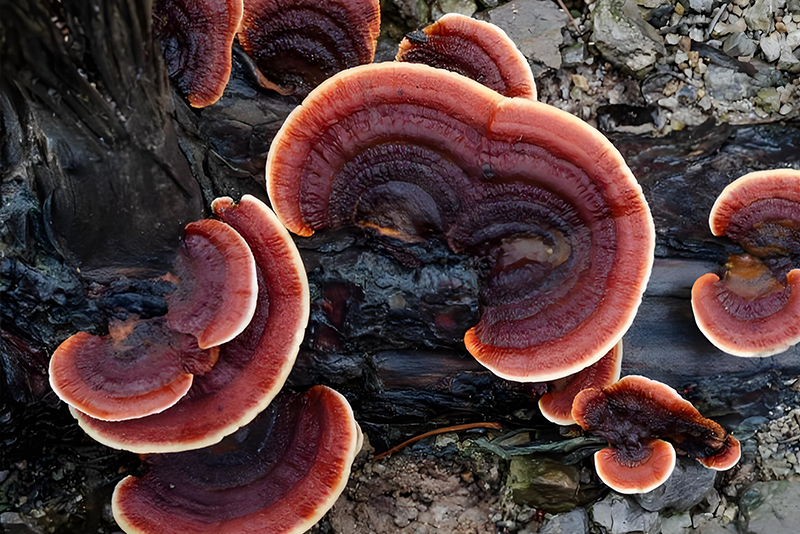 Turkey tail mushroom Extract 2