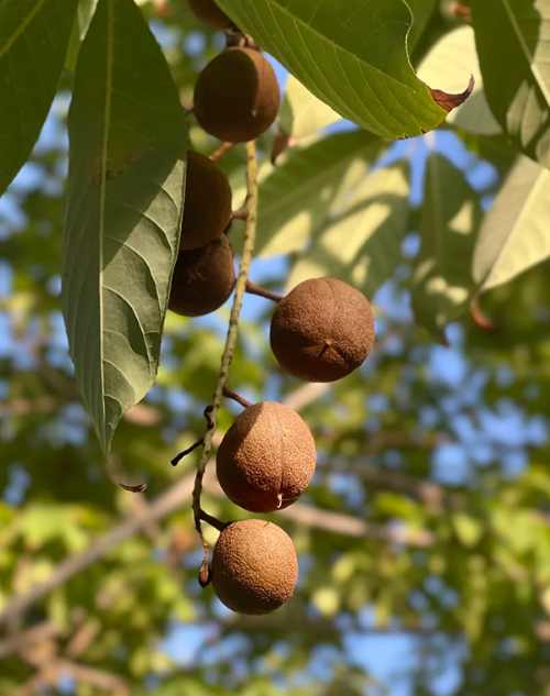 Aesculus chinensis Extrakt 1
