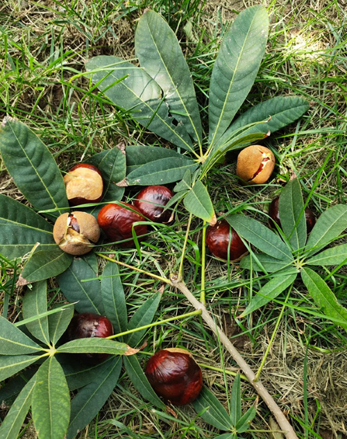 Aesculus chinensis Extrakt 2