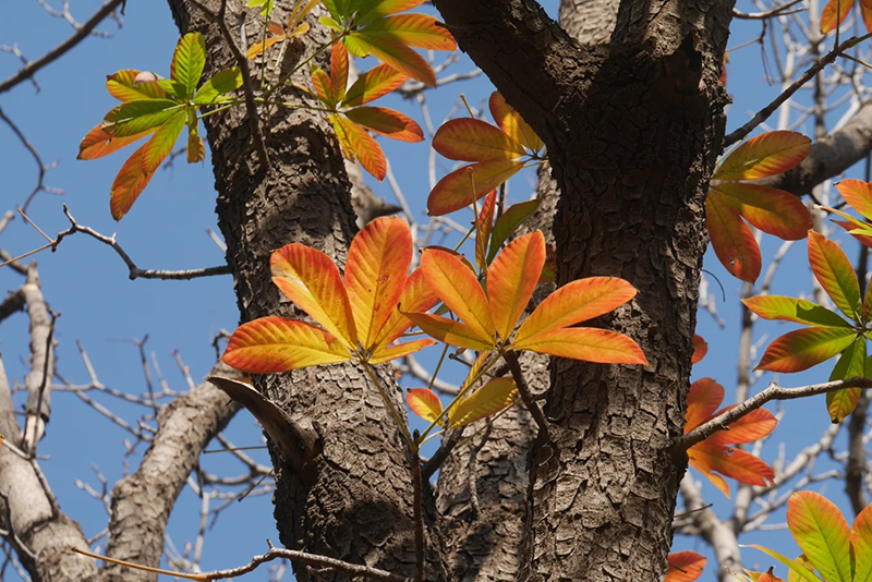 Aesculus chinensis Extrakt 3