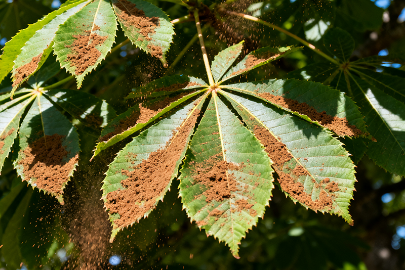 Aesculus chinensis Extract—The Natural Plant-Based Power for Skincare and Wellness