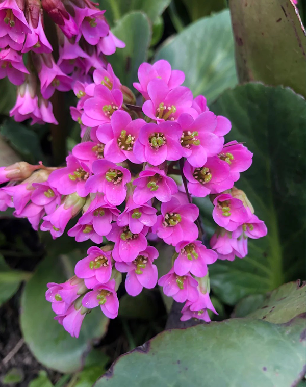 Bergenia purpurascens Extract 1