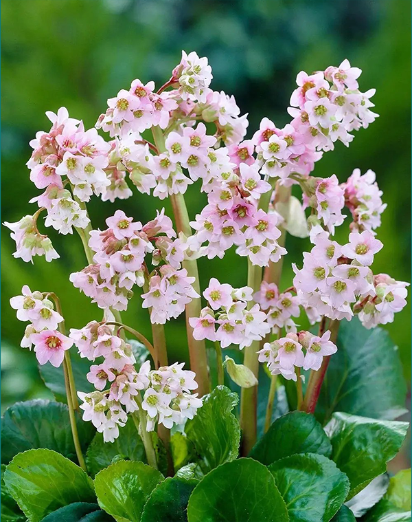 Bergenia purpurascens Extract 2