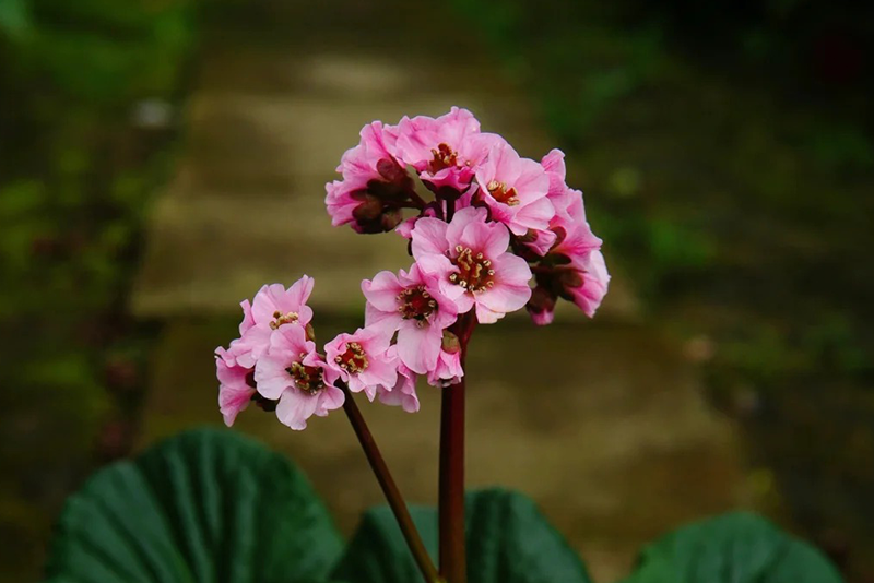 Bergenia purpurascens Extract- 3