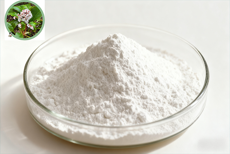 Bergenia purpurascens Extract: From Natural Herb to Modern Respiratory Health Guardian