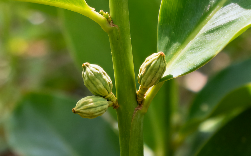 Cardamom Extract 2