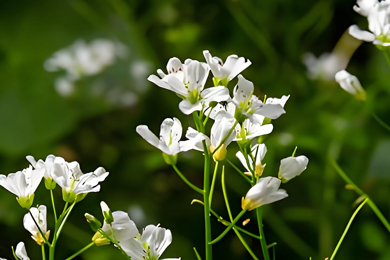 Cardamom Extract—Key natural ingredients for food flavourings