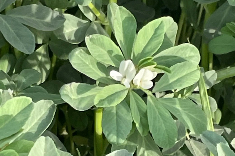 Fenugreek seed Extract 1