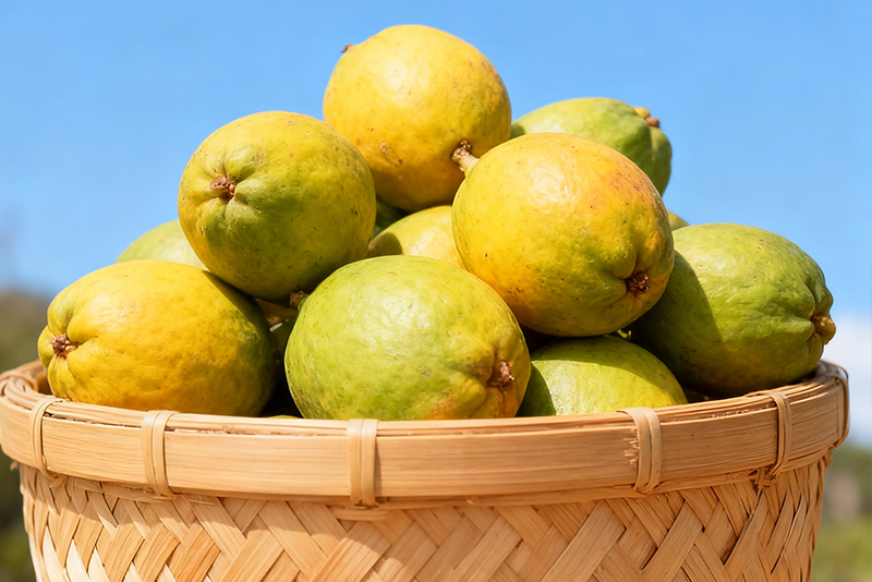Garcinia cambogia Extract—Weight Management Supplements
