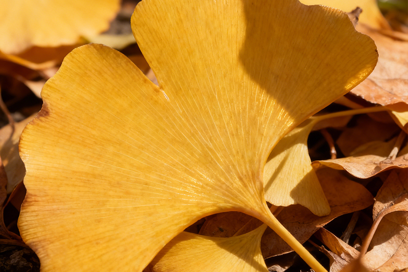 Ginkgo leaf Extract 3