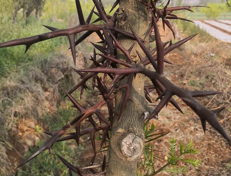 Gleditsia sinensis Extract 2